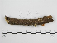 藏品(微皮傘屬)的圖片