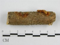 藏品(微皮傘屬)的圖片