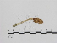 藏品(小菇屬)的圖片