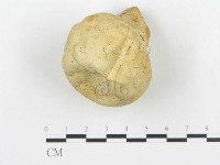 藏品(頭狀禿馬勃)的圖片