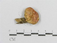 藏品(紅菇屬)的圖片