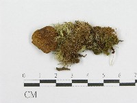 藏品(絨蓋牛肝菌屬)的圖片