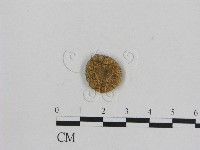 藏品(小菇屬)的圖片