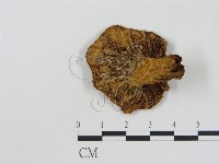 藏品(乳菇屬)的圖片