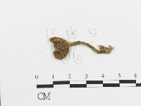 藏品(傘菌屬)的圖片