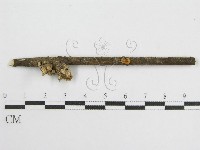 藏品(微皮傘屬)的圖片