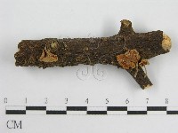 藏品(微皮傘屬)的圖片