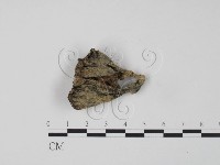 藏品(棕色革菌)的圖片