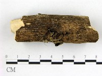 藏品(毛木耳)的圖片