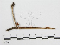 藏品(微皮傘屬)的圖片