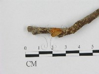 藏品(小皮傘屬)的圖片