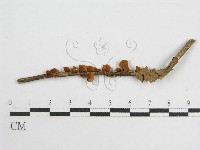 藏品(微皮傘屬)的圖片