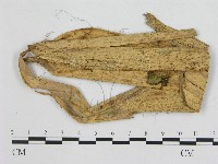 藏品(小皮傘屬)的圖片