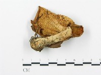 藏品(杯傘屬)的圖片