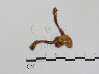 藏品(乳菇屬)的圖片