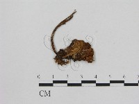 藏品(小菇屬)的圖片