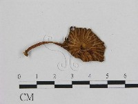 藏品(小皮傘屬)的圖片