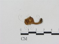 藏品(乳菇屬)的圖片