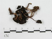 藏品()的圖片