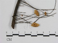 藏品(小皮傘屬)的圖片