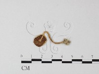 藏品(南牛肝菌屬)的圖片