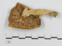 藏品(紅菇屬)的圖片