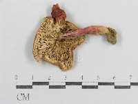 藏品(紅菇屬)的圖片