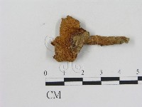 藏品(乳菇屬)的圖片