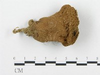 藏品(頭狀禿馬勃)的圖片