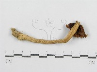 藏品(紅菇屬)的圖片