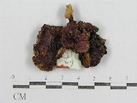 藏品(紅菇屬)的圖片