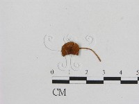 藏品(小菇屬)的圖片