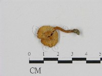 藏品(濕傘屬)的圖片