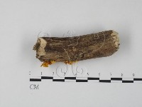 藏品(銀耳屬)的圖片