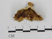 藏品(相鄰小孔菌)的圖片