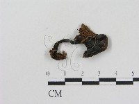 藏品(乳菇屬)的圖片