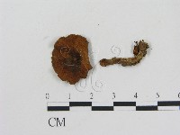 藏品(乳菇屬)的圖片