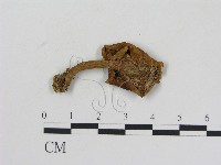 藏品(乳菇屬)的圖片