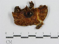 藏品(紅菇屬)的圖片