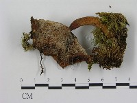 藏品(乳菇屬)的圖片