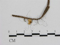 藏品(小皮傘屬)的圖片