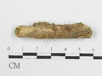 藏品(微皮傘屬)的圖片