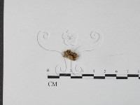 藏品(銀耳屬)的圖片