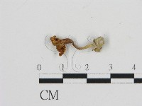 藏品(濕傘屬)的圖片