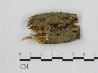 藏品(小菇屬)的圖片