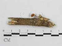 藏品(盔孢傘屬)的圖片