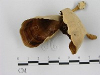 藏品(相鄰小孔菌)的圖片