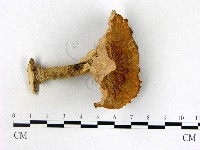 藏品(優雅波邊革菌)的圖片