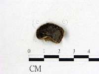 藏品(毛木耳)的圖片