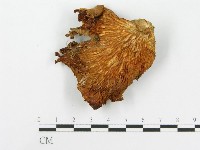 藏品(糙皮側耳)的圖片